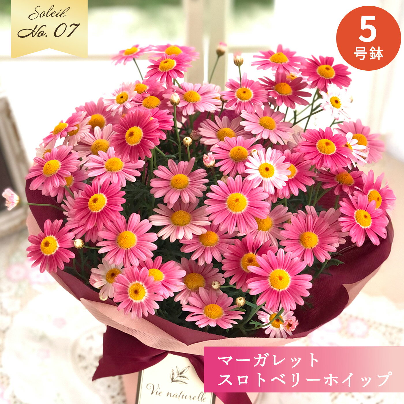 楽天市場】マーガレット 鉢植え(種類(植物)マーガレット)の通販 楽天市場】マーガレット 鉢植え(種類(植物)マーガレット)の通販