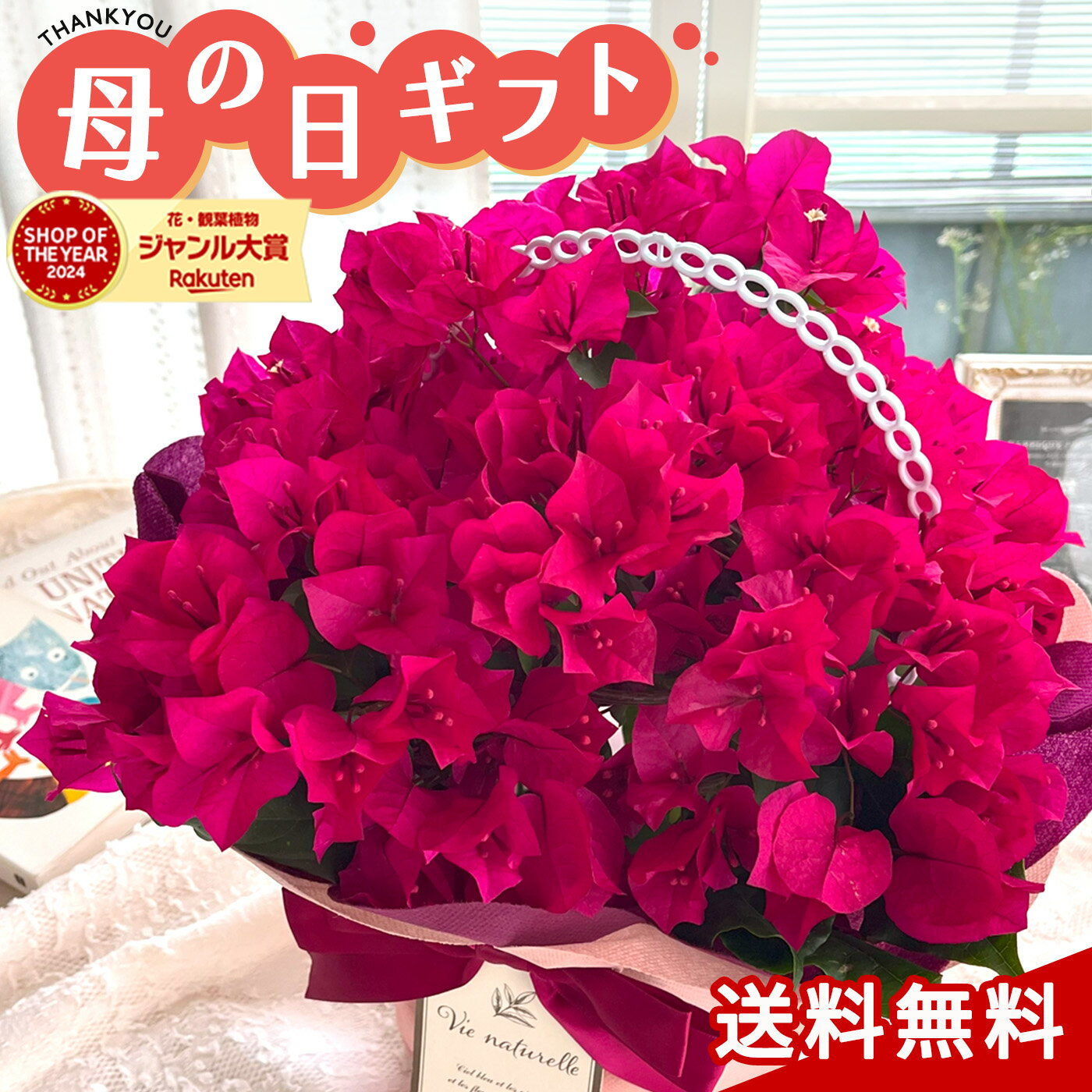 楽天市場】ブーゲンビリア(鉢花|花・観葉植物):花・ガーデン 楽天市場】ブーゲンビリア(鉢花|花・観葉植物):花・ガーデン