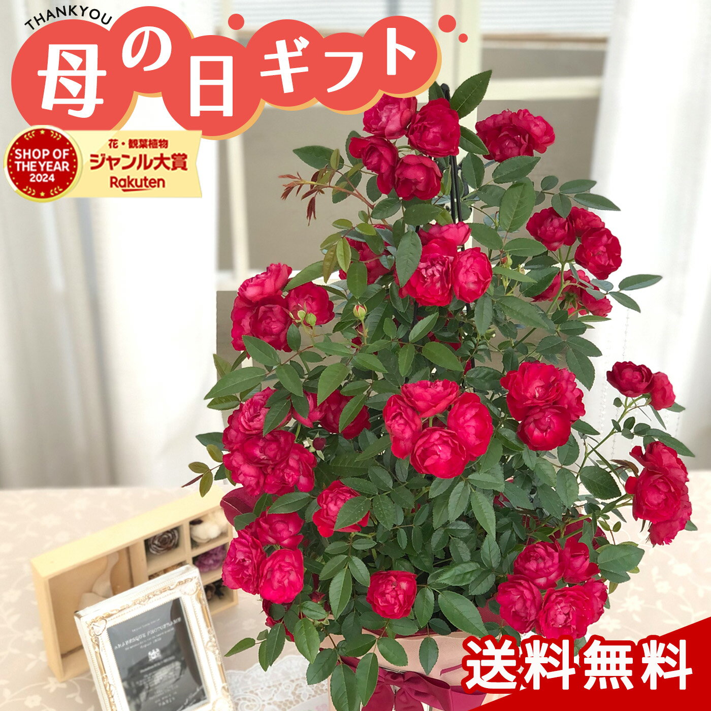楽天市場】つる バラ 鉢植えの通販 楽天市場】つる バラ 鉢植えの通販