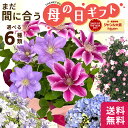 \まだ間に合う/ 母の日 プレゼント 【ワンランク上の花ギフト☆ビジューシリーズ】 選べる 花 アジサイ クレマチス バラ つるバラ 送料無料 母の日ギフト 花...