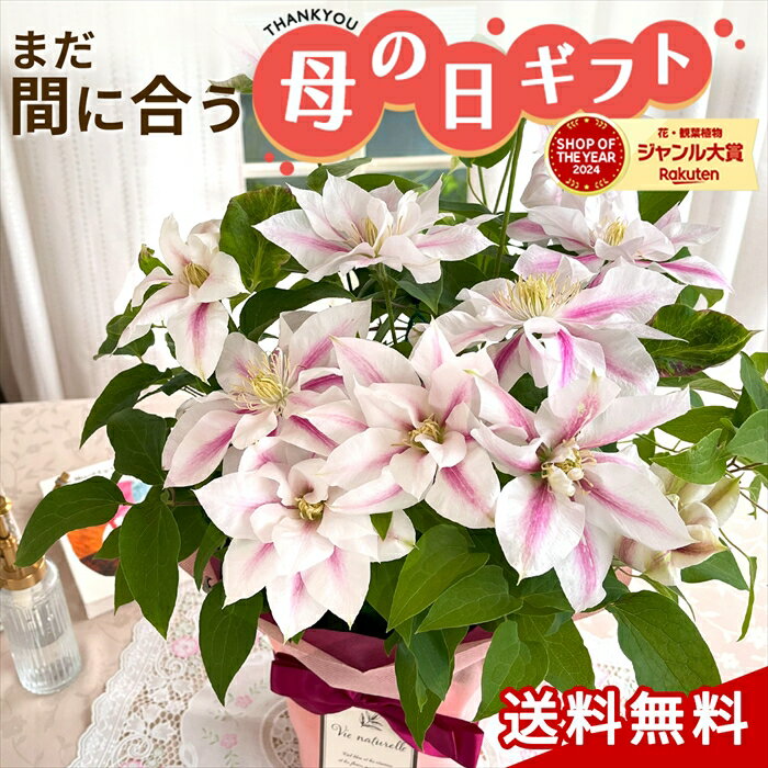 ＼まだ間に合う／ 母の日 プレゼント クレマチス アンドロメダ 5号鉢 送料無料 母の日ギフト 花 鉢植えのサムネイル