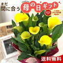 \まだ間に合う/ 母の日 プレゼント カラー イエロー 5号鉢 送料無料 母の日ギフト 花 鉢植え best