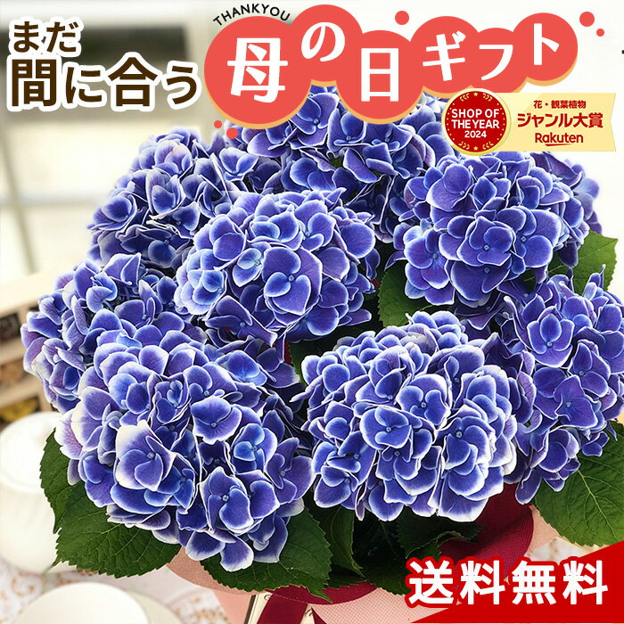 ＼まだ間に合う／ 母の日 プレゼント アジサイ チボリブルー 5号鉢 送料無料 母の日ギフト 花 鉢 ...