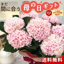 \まだ間に合う/ 母の日 プレゼント アジサイ コットンキャンディー 5号鉢 送料無料 母の日ギフト 花 鉢植え あじさい 紫陽花