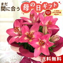 \本日ポイント2倍/ 母の日 プレゼント ユリ ルビーピンク 5号鉢 送料無料 母の日ギフト 花 鉢植え 百合 best