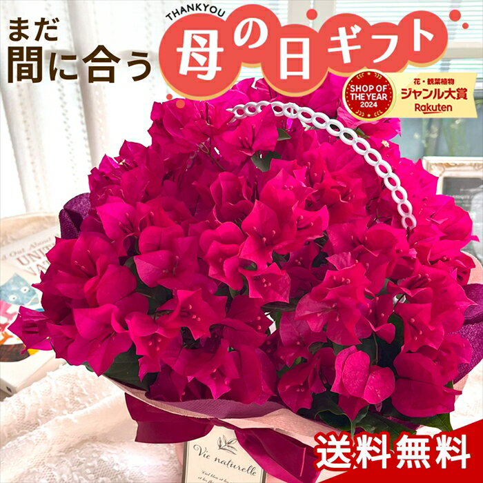 楽天市場】ブーゲンビリア(鉢花|花・観葉植物):花・ガーデン 楽天市場】ブーゲンビリア(鉢花|花・観葉植物):花・ガーデン