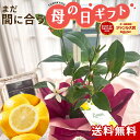 \まだ間に合う/ 母の日 プレゼント レモンの木 花芽付き 4号鉢 送料無料 母の日ギフト 苗木 花 鉢植え best