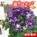 \まだ間に合う/ 母の日 プレゼント クレマチス 新紫玉 6号鉢 送料無料 母の日ギフト 花 鉢植え