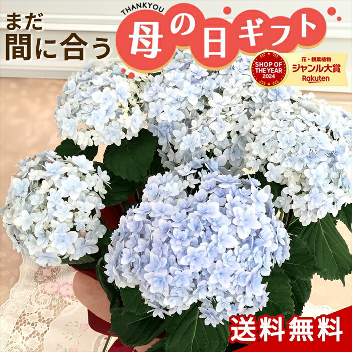 楽天市場】アジサイ てまりてまり ブルーの通販 楽天市場】アジサイ てまりてまり ブルーの通販
