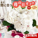 \まだ間に合う/ 母の日 プレゼント アジサイ ゼブラ 4号鉢 送料無料 母の日ギフト 花 鉢植え あじさい 紫陽花