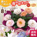 \遅れてごめんね/ 母の日 プレゼント 【おしゃれな母へ贈る☆エクラシリーズ】 選べる 花 クレマチス アジサイ カラー カランコエ ダリア ミニバラ 送料無料...