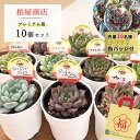 予約販売 多肉植物 kswエケベリア 柏屋商店さん苗 10個セット 福袋 おまかせ 送料無料 先着30名様限定 キラキラ缶バッジ付 9月下旬以降発送