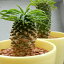 sdユーフォルビア パイナップルコーン(サボテン・多肉植物・ミニ観葉植物)