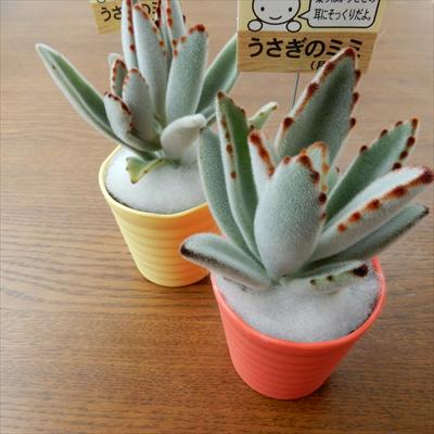 多肉植物 taさわってみて第2弾!!　うさぎのミミ 月兎耳 多肉植物