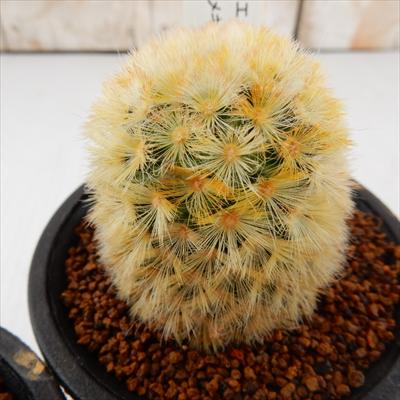多肉植物 guサボテン カルメナエ 多肉植物 7.5cmポットのサムネイル