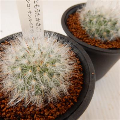 多肉植物 guサボテン 多毛高砂 多肉植物 7.5cmポットのサムネイル
