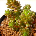 swセダム レッドベリー(多肉植物 セダム 7.5cmポット)