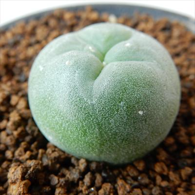多肉植物 guサボテン 翠冠玉 多肉植物 7.5cmポットのサムネイル