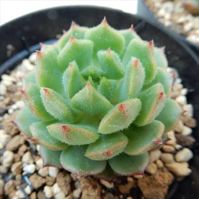 swエケベリア 新花乙女（多肉植物 エケベリア 7.5cmポット）
