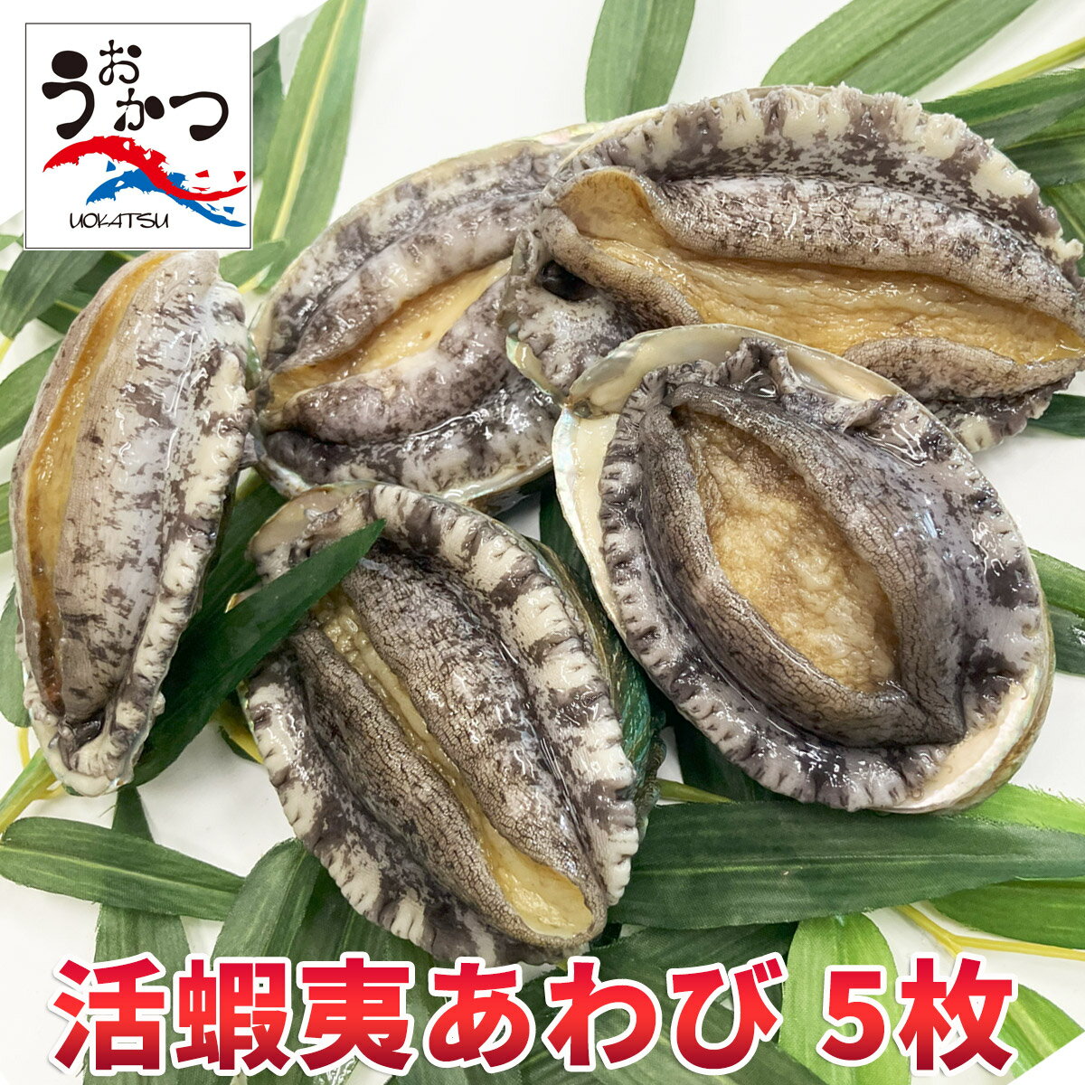 ڹܿ襨