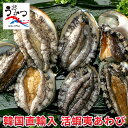 活蝦夷あわびLL(120/130g)6枚入【送料無料】