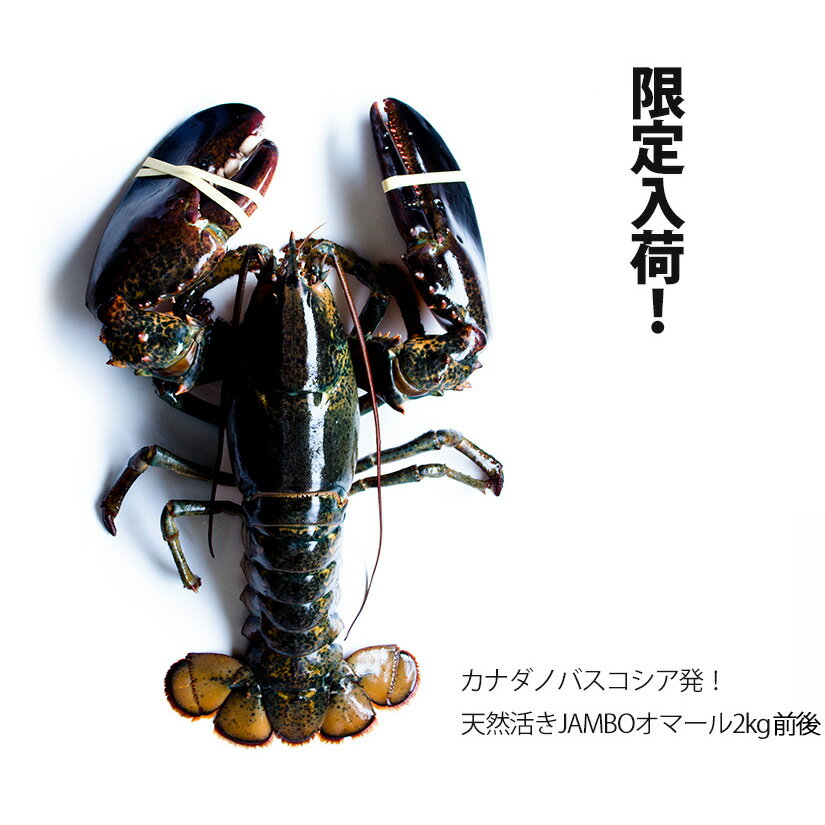 活オマール海老 JAMBO 2kg前後(受注オーダー2kg) 1尾【送料無料】数に限りあり ※代金引換不可