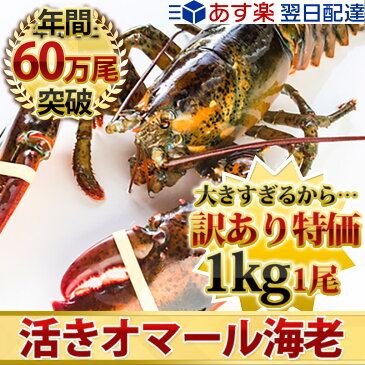 天然 活JAMBOオマール海老 1kg前後 1尾BBQに！お中元ギフトにも最適送料無料！【期間限定特価販売】