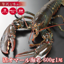 活オマール海老(特大600g)1尾入【送料無料】活 オマール 海老 えび ロブスター ご褒美 贅沢 グルメ 記念日 お取り寄せ ディナー パーティ 料理 メイン...