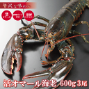 活オマール海老(特大600g)3尾入【送料無料】【敬老の日・お中元・お歳暮ギフト】 えび ロブスター ご褒美 贅沢 グルメ 記念日 お取り寄せ ディナー パーテ...