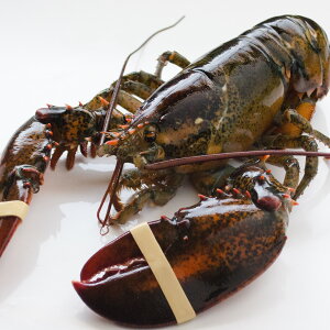 【11月15日までオマール購入者限定キャンペーン中】活オマール海老(500g)5尾入【送料無料】【お歳暮ギフト】