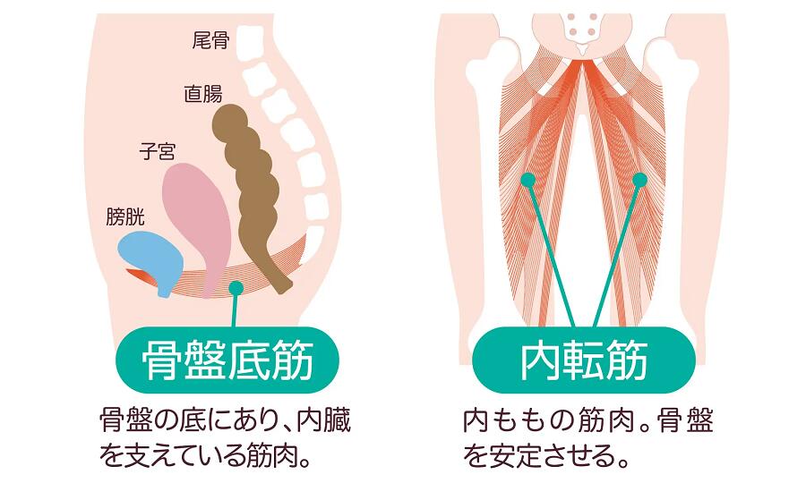 【選ぶ景品付き】 キュッと骨盤底筋ゲルクッション 2個セット 内転筋エクササイズ 内転筋クッション 骨盤底筋エクササイズクッション 骨盤 エクササイズ 骨盤底筋 骨盤底筋 クッション 椅子 骨盤底筋器具 尿漏れ 失禁 予防 ストレッチ トレーニング エクササイズクッション 3