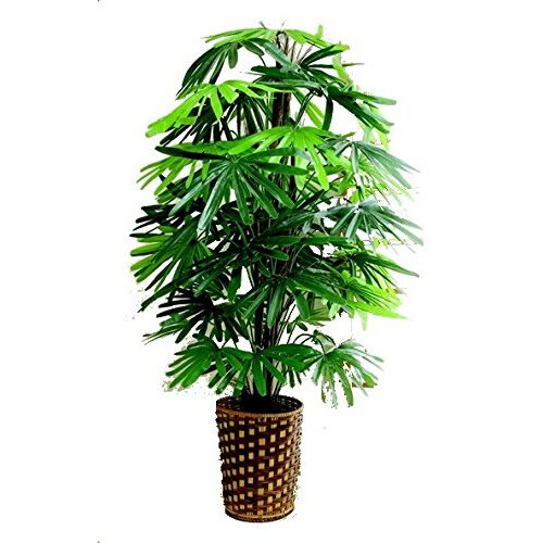 人工観葉植物 観音竹 大型観葉植物 店舗用 リビングにもお勧め 観葉植物 今なら竹製鉢カバー付 送料無料