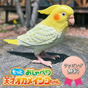 【選ぶ景品+ラッピング】 もっとおしゃべり 天才オカメインコちゃん おしゃべり 天才インコちゃん 音声認識人形 お話し人形 おしゃべりロボット ペット 小鳥 イ...