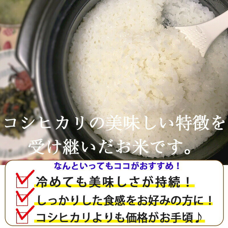 新潟産こしいぶき 5kg ｜米 5kg 送料無料 無洗米 コシヒカリ新潟 こしひかり 白米 お米 新潟 お弁当 おにぎり ギフト 内祝い お返し お祝い 贈答品 贈り物 プレゼント 賞品 景品 お礼 お中元 お歳暮 令和3年産 父の日