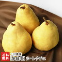 【家庭用】洋梨 ル・レクチェ 選べる 「小玉4個」or「1kg」or「2kg」or「3kg」or「4kg」 土田農園 ルレクチェ ルレクチエ 洋ナシ 洋なし 梨...