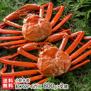 紅ズワイガニ800g×2尾(冷蔵便)小針水産【姿/日本海/紅ズワイガニ/蟹/カニ/紅ズワイ蟹】【ギフトに!贈り物・内祝いに!のし(熨斗)無料】【送料無料】