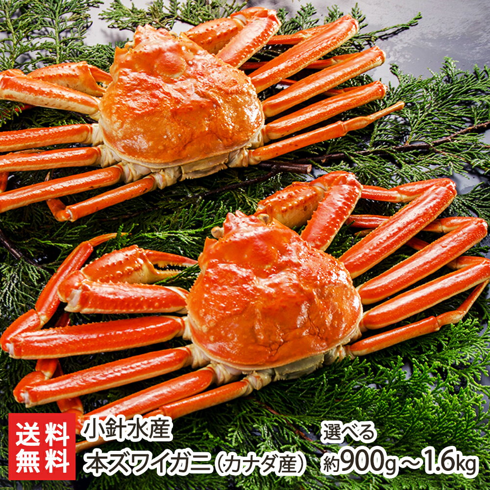本ズワイガニ(カナダ産) 「1尾あたり 450g or 550g」・「2尾 or 3尾」小針水産【姿/カナダ産/本ズワイガニ/蟹/カニ/本ズワイ蟹】【お土産/手土産/プレゼント/ギフトに!贈り物】【送料無料】