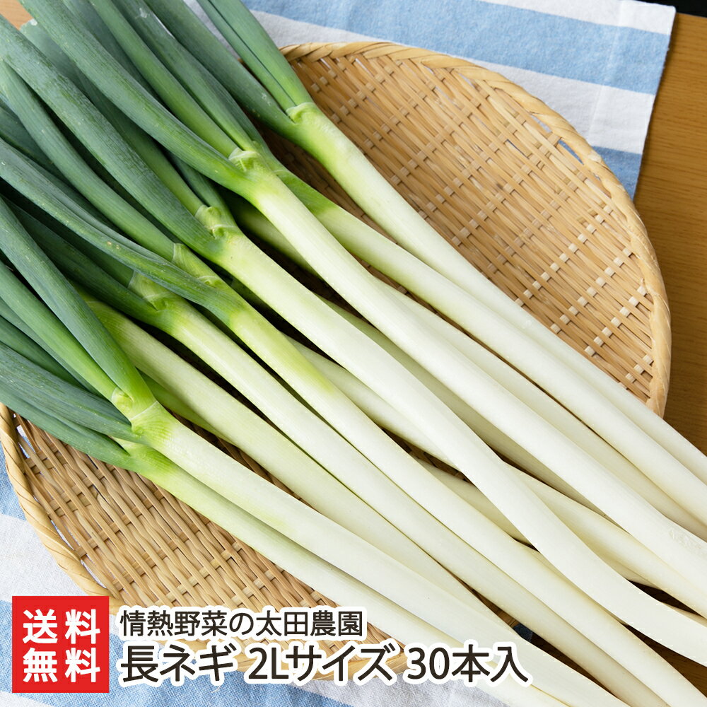 長ネギ 2Lサイズ 30本入り（約5kg） 情熱野菜の太田農園 産地直送 送料無料【新潟直送計画 新潟県産 素焼き ねぎ 葱 砂丘地】