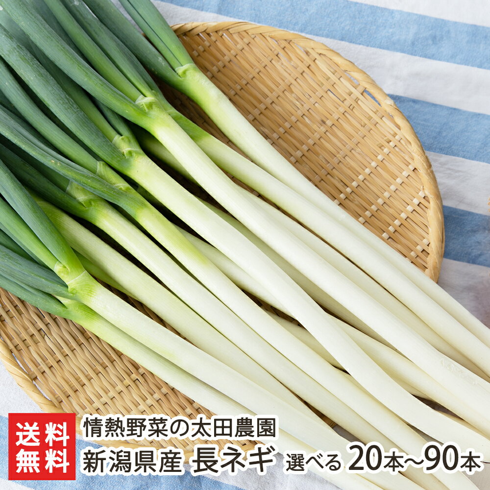 新潟県産 長ネギ 選べる「Lサイズ or 2Lサイズ」・「20本～90本」 情熱野菜の太田農園 【新潟直送計画/新潟県産/産地直送/素焼き/ねぎ/葱/砂丘地】【送料無料】