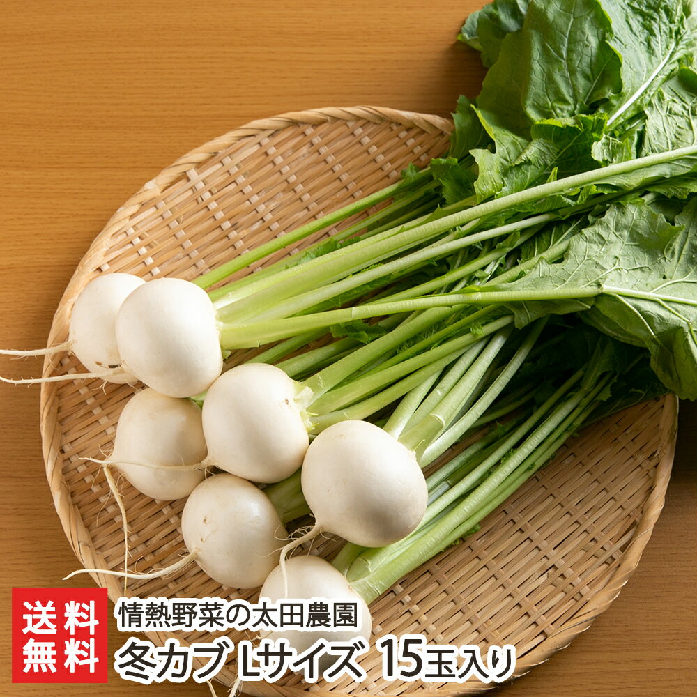 冬カブ Lサイズ 15玉入り（1玉あたり約20g） 情熱野菜の太田農園 新潟県産 産地直送 送料無料【新潟直送計画 蕪 かぶ カブの葉 浅漬け シチュー 煮物 朝採れ 砂丘地】お歳暮ギフトにも！のサムネイル