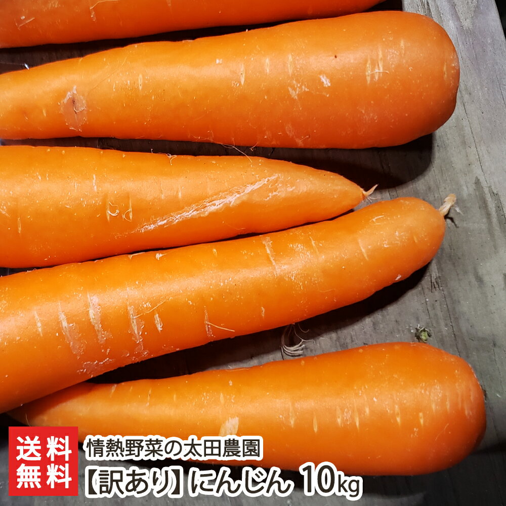 【訳あり】にんじん 10kg 情熱野菜の太田農園 新潟県産 生産者直送 送料無料【新潟直送計画 人参 ニンジン 生食 野菜スティック バター炒め 砂丘地 家庭用】