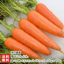 雪下にんじん 選べる M~Lサイズ or L~2Lサイズ ・ 5kg 〜 10kg 深沢農園 新潟 魚沼産 人参 ニンジン 雪の下人参 雪の下にんじん 新潟県 ...
