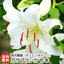 オリエンタルユリ(魚沼産)カサブランカ6本 深沢農園 【百合/ゆり/生花/切り花/お供え花/仏花/華道/フラワーアレンジメント/フラワーギフト】【お土産/手土産...