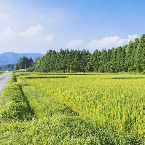 【令和5年度米】特別栽培米(減農薬・減化学肥料...の紹介画像3