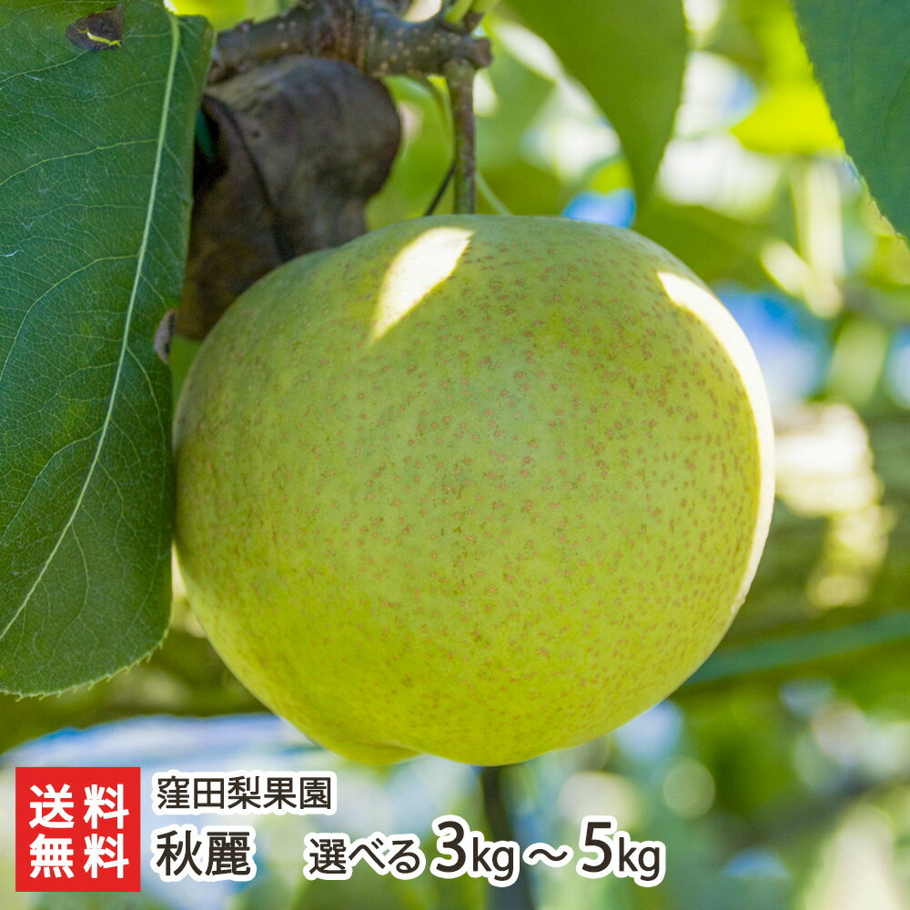 新潟産 窪田梨果園の日本梨 秋麗 「3kg」or「5kg」or「10kg」【秋麗】【9月上旬頃から順次発送】【お土産/手土産/ギフトに！贈り物】【送料無料】