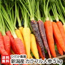 新潟産 カラフル人参 5kg（※1本あたり100～150g※5色～6色入り）ひだか農園【にんじん/ニ ...