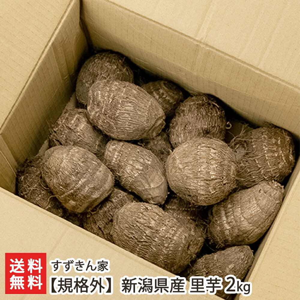 【規格外】新潟県産 里芋 2kg すずきん家 さといも サトイモ 大和早生 魚沼産 新潟県 生産者直送 お取..