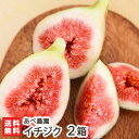 新潟産 朝採り生イチジク 2箱（1箱あたり：400g×4パック）あべ農園【いちじく/無花果】【送料無料】