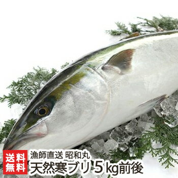 日本海 一本釣り 天然寒ブリ（一尾丸ごと） 5kg前後 漁師直送 昭和丸【寒鰤/寒ぶり/鮮魚/丸物】【11月下旬～12月下旬】【代金引換・後払い不可】【送料無料】