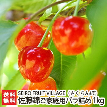 新潟聖籠町産 さくらんぼ 佐藤錦 ご家庭用バラ詰め 1kg SEIRO FRUIT VILLAGE【高級品種/採れたて新鮮/朝採リ/サクランボ/チェリー/フルーツ/訳あり】【お土産/手土産/ギフトに！贈り物】【送料無料】 父の日 お中元